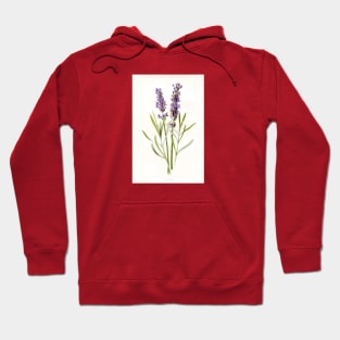 Vintage Lavender Botanical Print Hoodie